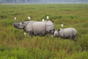 best of assam meghalaya tour