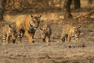 best of rajasthan tour
